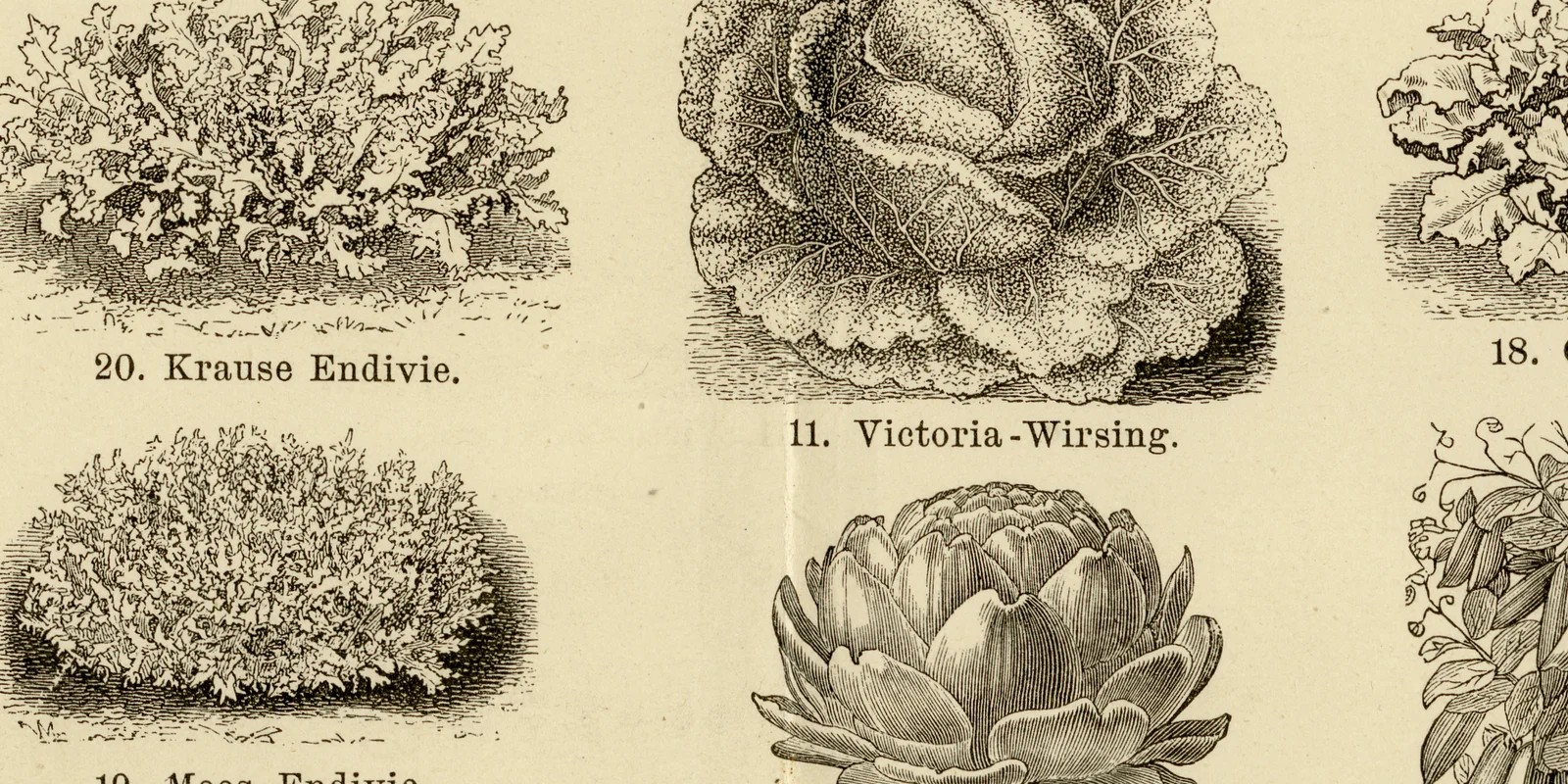 Gemüse I ca 1884 historische Grafik Holzstich