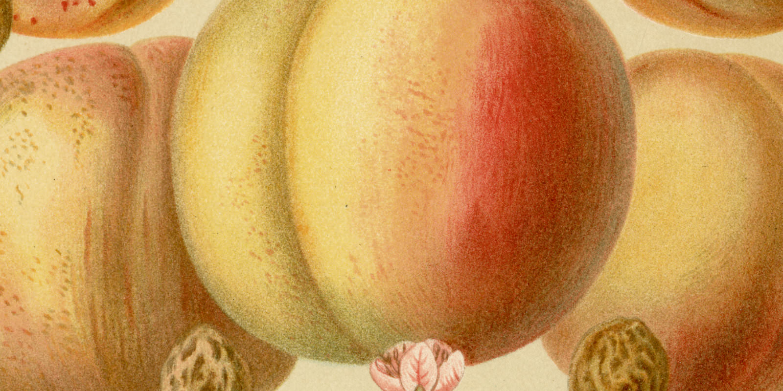 Pfirsiche und Aprikosen ca 1896 historische Bildtafel Chromolithographie