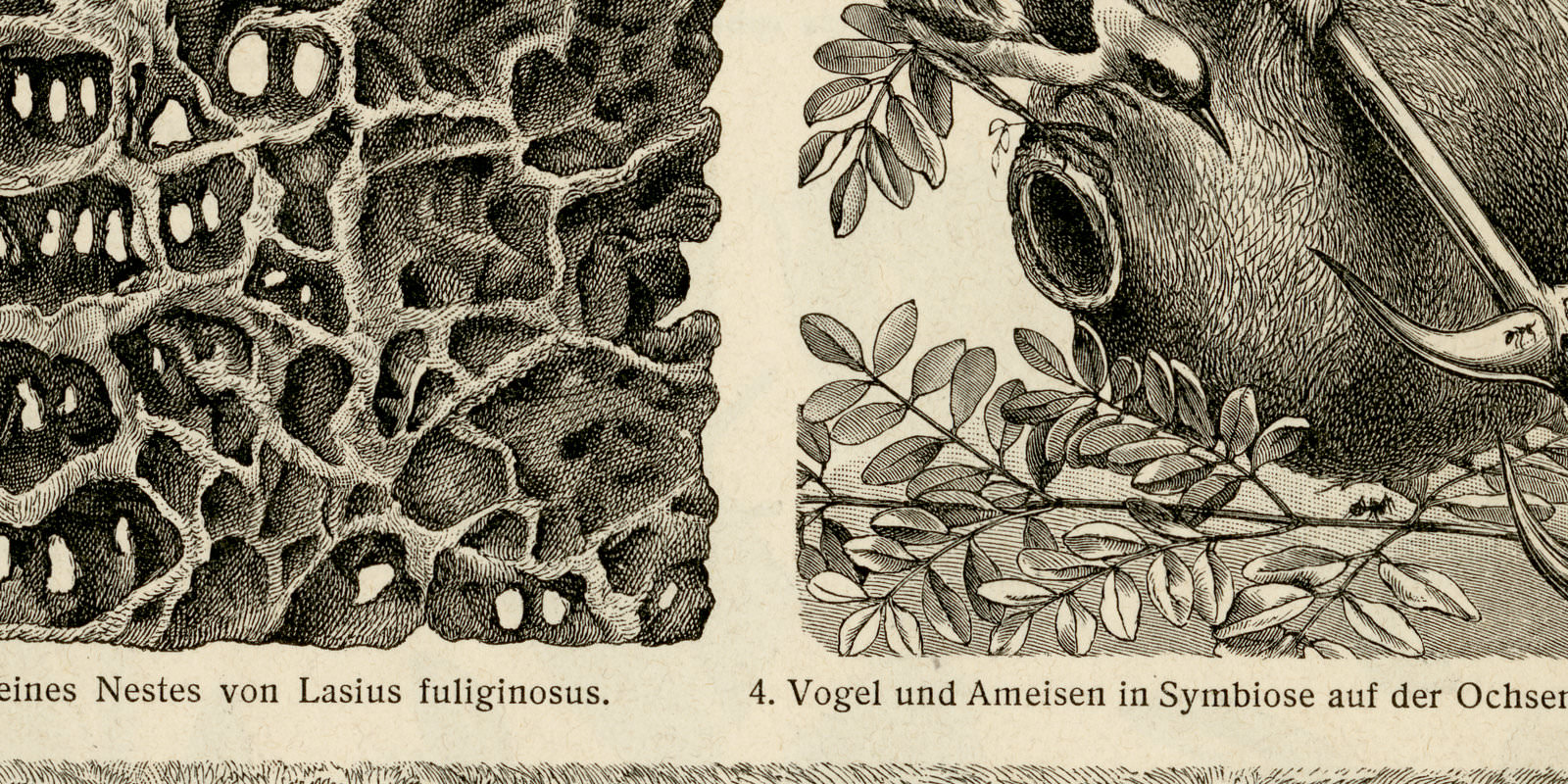 Ameisen III - Ameisenpflanzen ca 1901 historische Bildtafel Holzstich