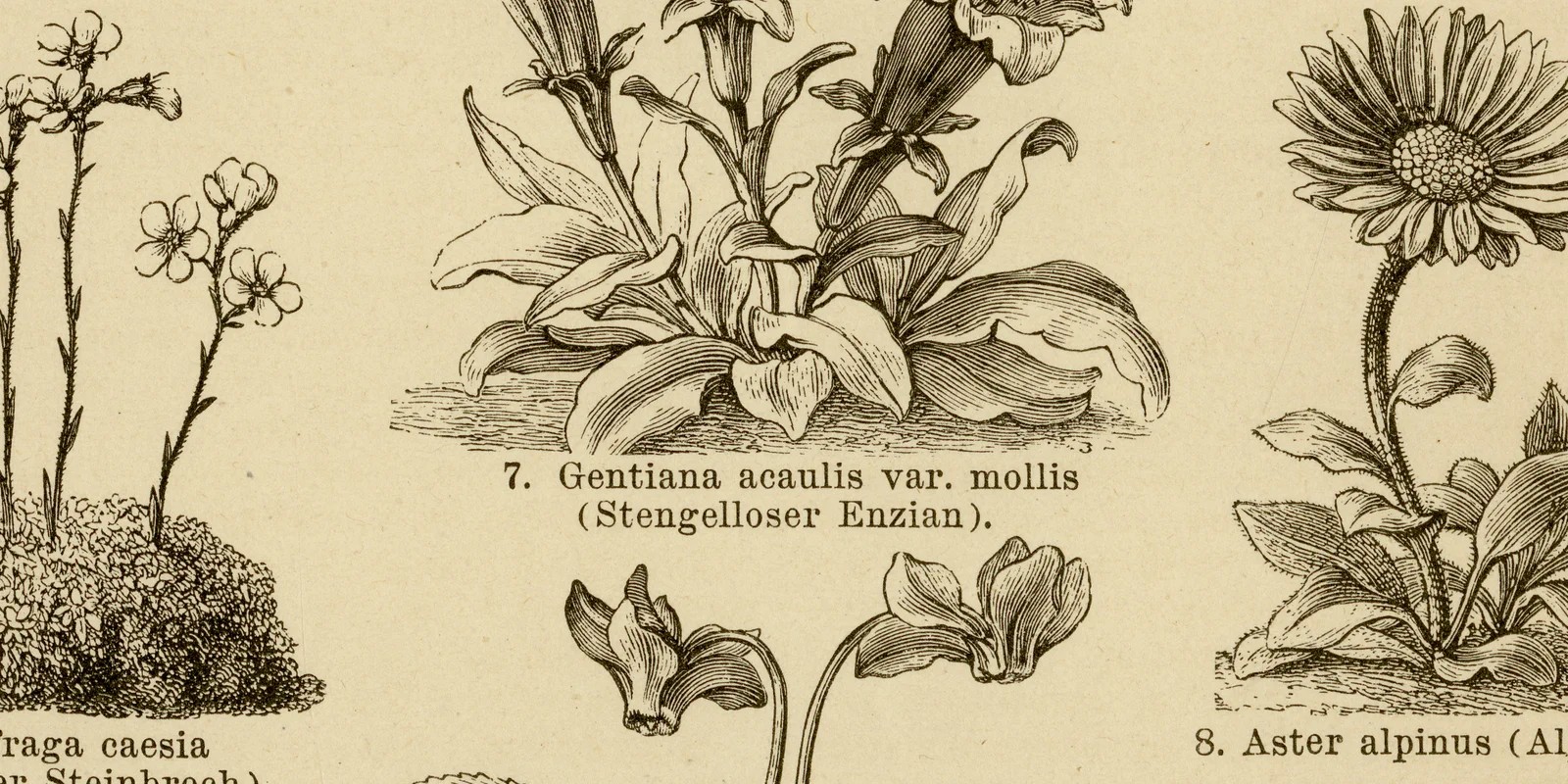 Alpenpflanzen ca 1882 historische Grafik Holzstich