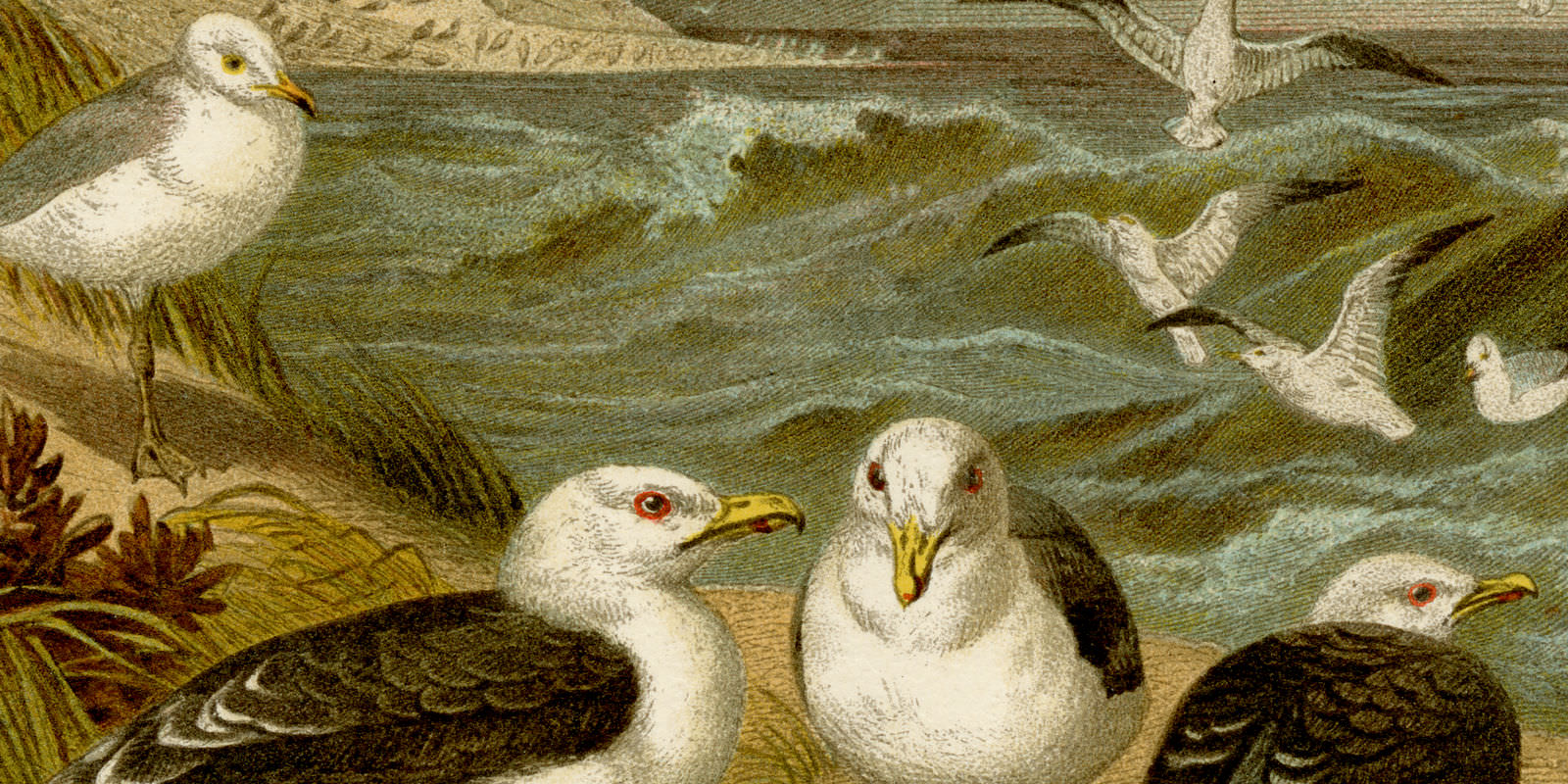 Mantelmöwe Silbermöwe Chromolithographie ca 1890