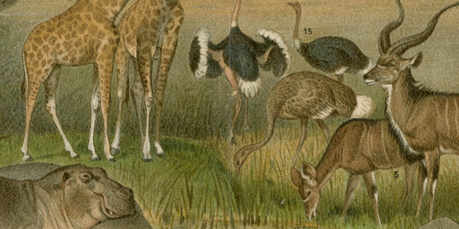 Äthiopische Fauna ca 1893 historische Bildtafel Chromolithographie