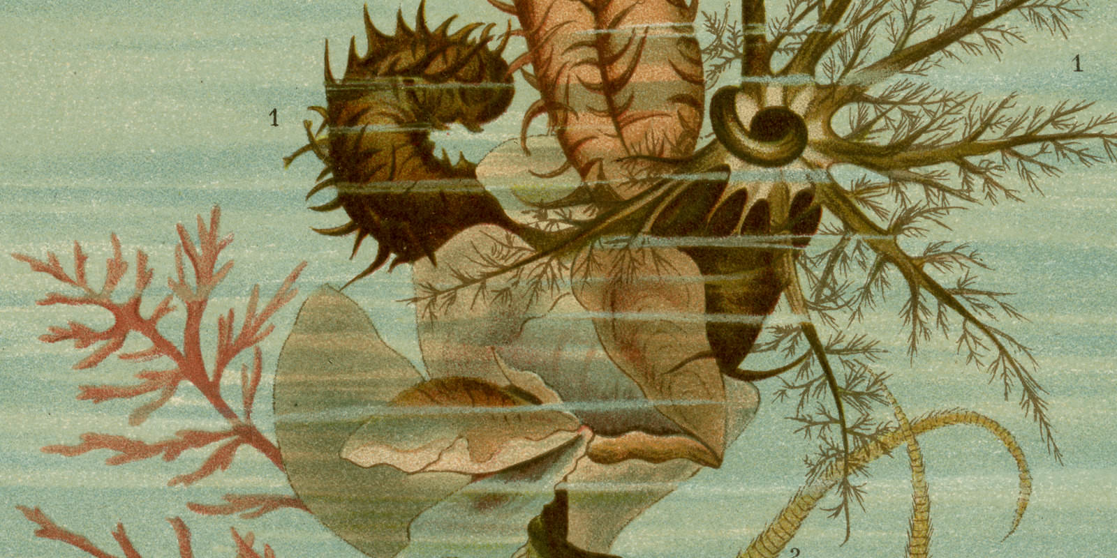 Seegurke ca 1897 historische Bildtafel Chromolithographie