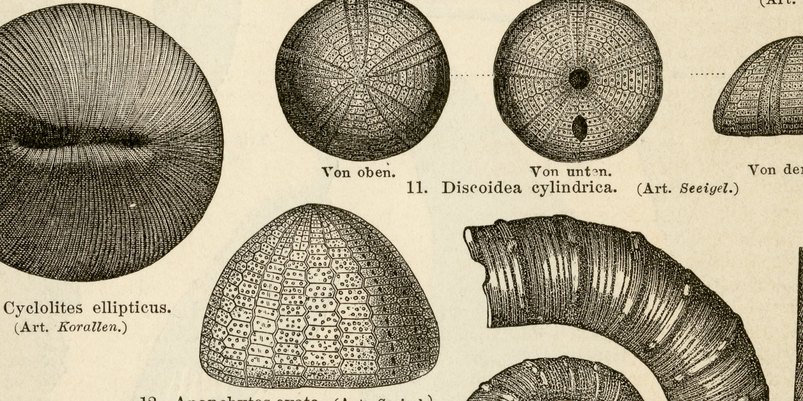 Kreideformation I - II ca 1895 historische Bildtafel Holzstich