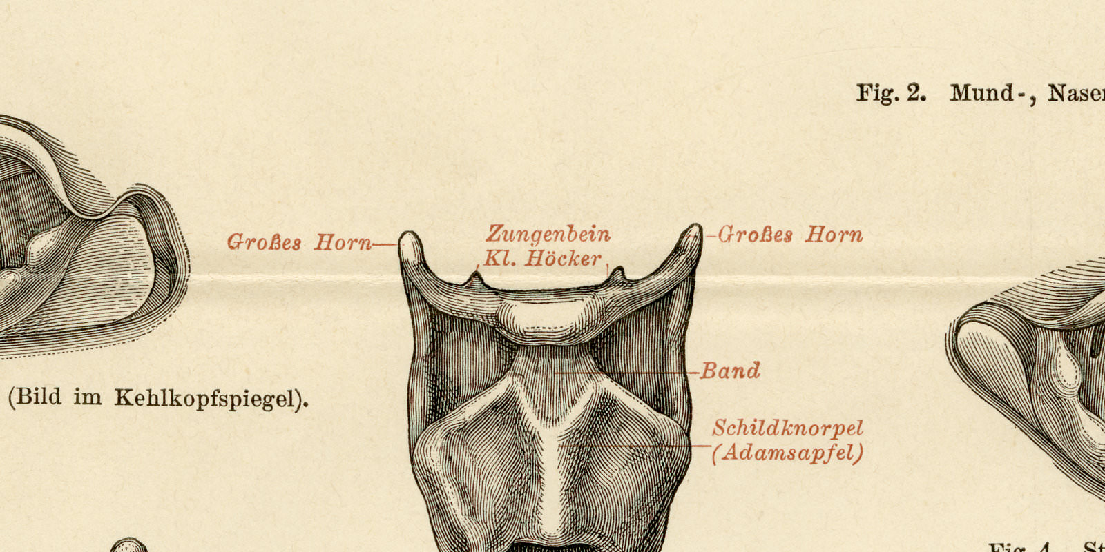 Mundhöhle Nasenhöhlen Kehlkopf ca 1896 historische Bildtafel Holzstich