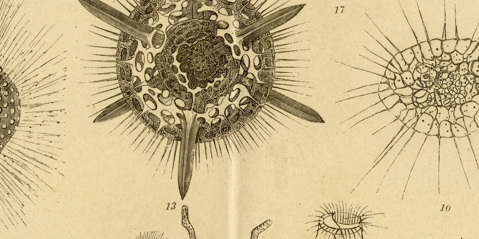 Protisten und Protozoen ca 1886 historische Grafik Holzstich
