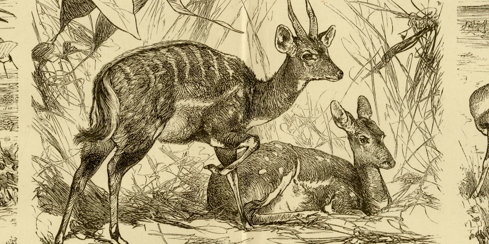 Antilopen I ca 1882 historische Grafik Holzstich