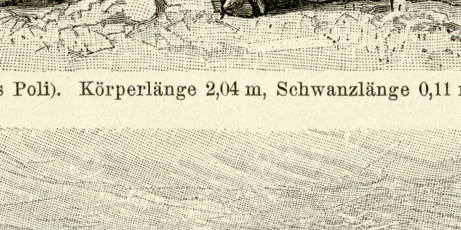 Schafe I - II historische Bildtafel Holzstich ca 1892