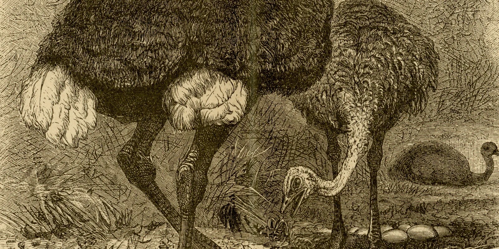 Straußvögel ca 1886 historische Grafik Holzstich