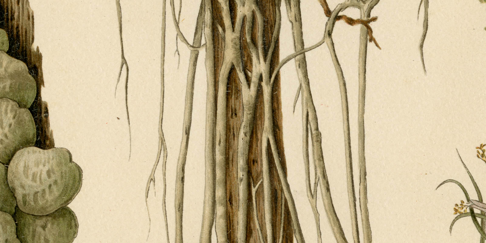 Epiphyten ca 1893 historische Bildtafel Chromolithographie