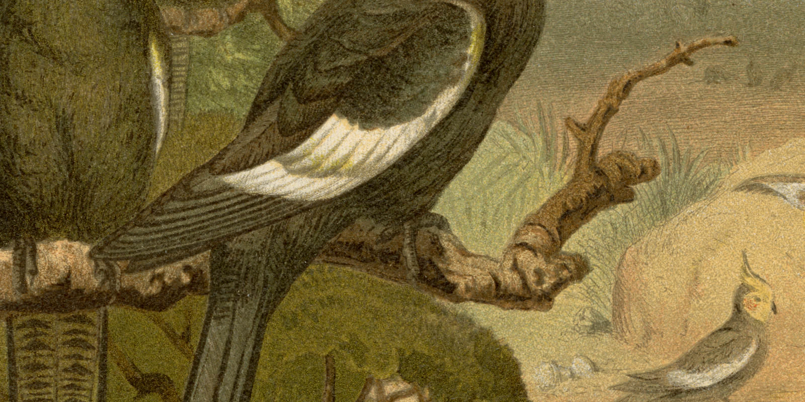 Keilschwanz-Kakadu Corella Chromolithographie ca 1882
