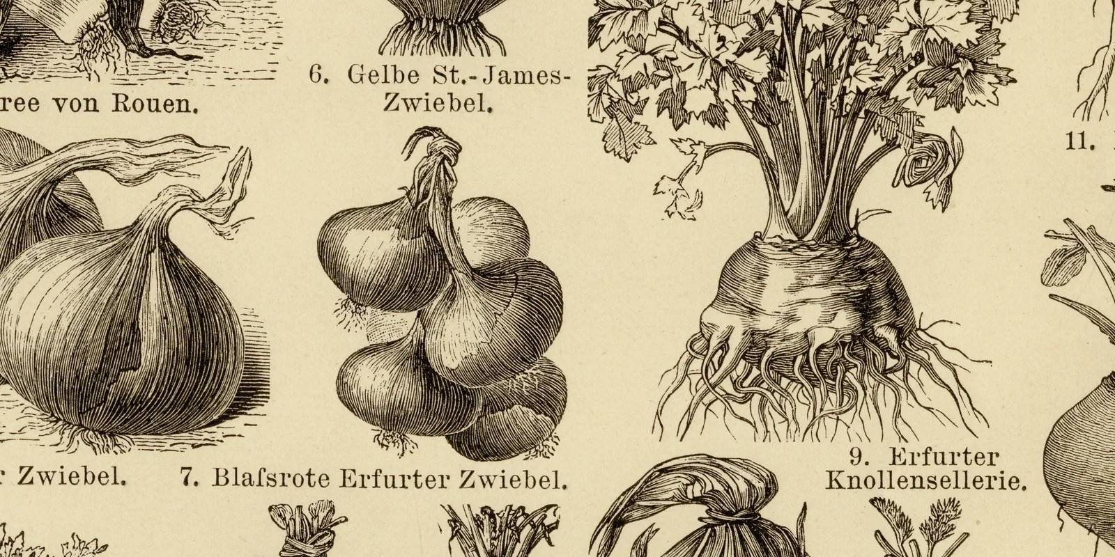 Gemüse II ca 1884 historische Grafik Holzstich