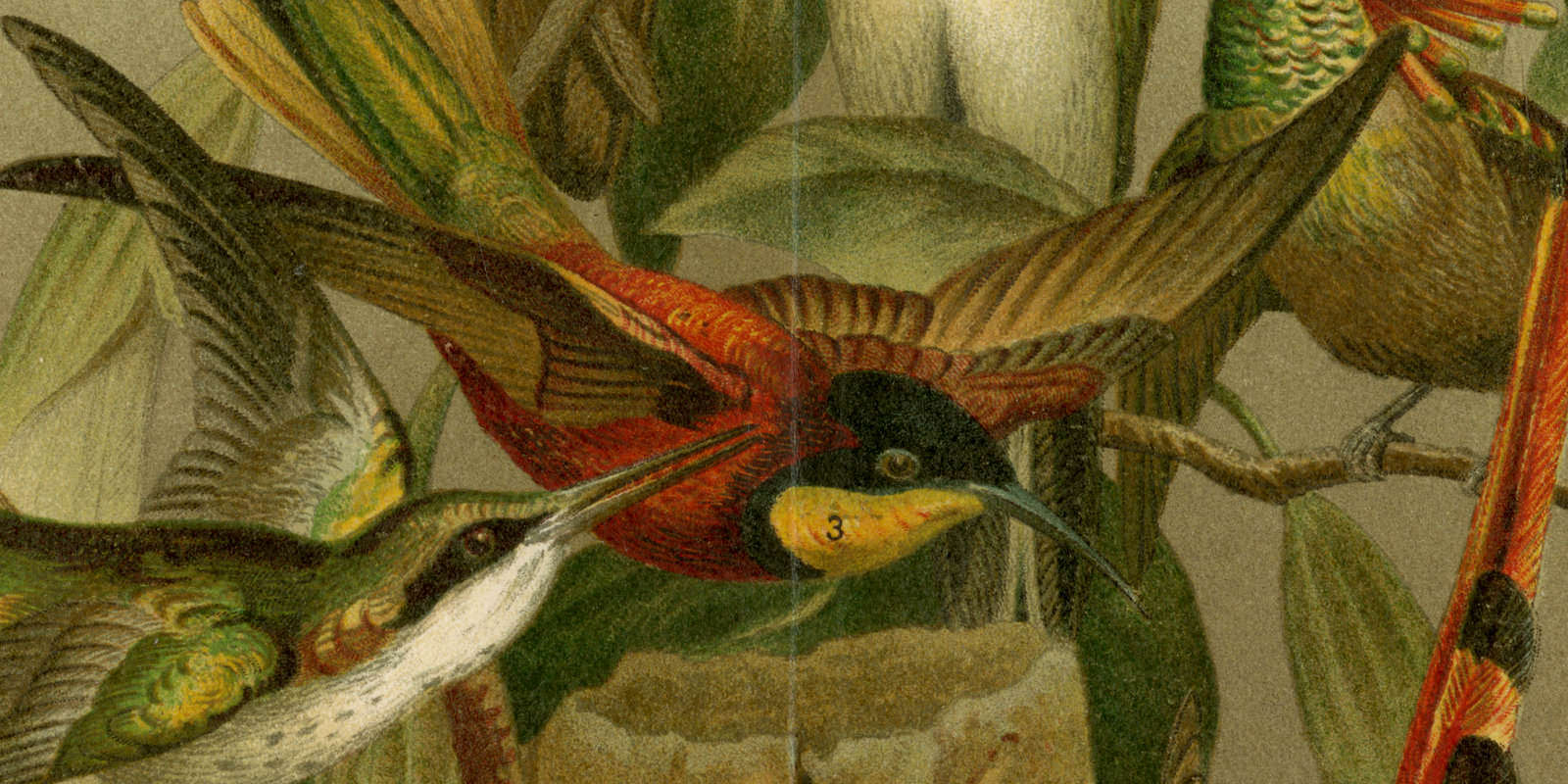 Kolibris ca 1895 historische Bildtafel Chromolithographie