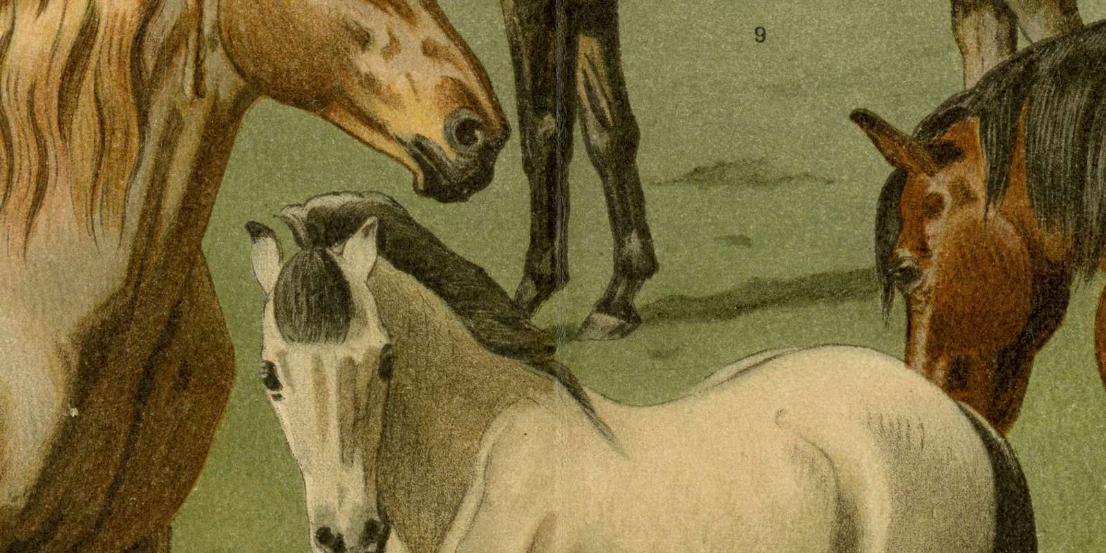 Pferderassen II ca 1896 historische Bildtafel Chromolithographie