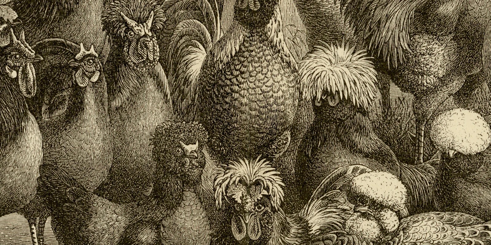Geflügel ca 1884 historische Grafik Holzstich