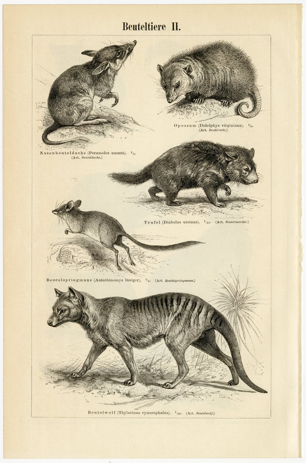 Beuteltiere I - II ca 1893 historische Bildtafel Holzstich