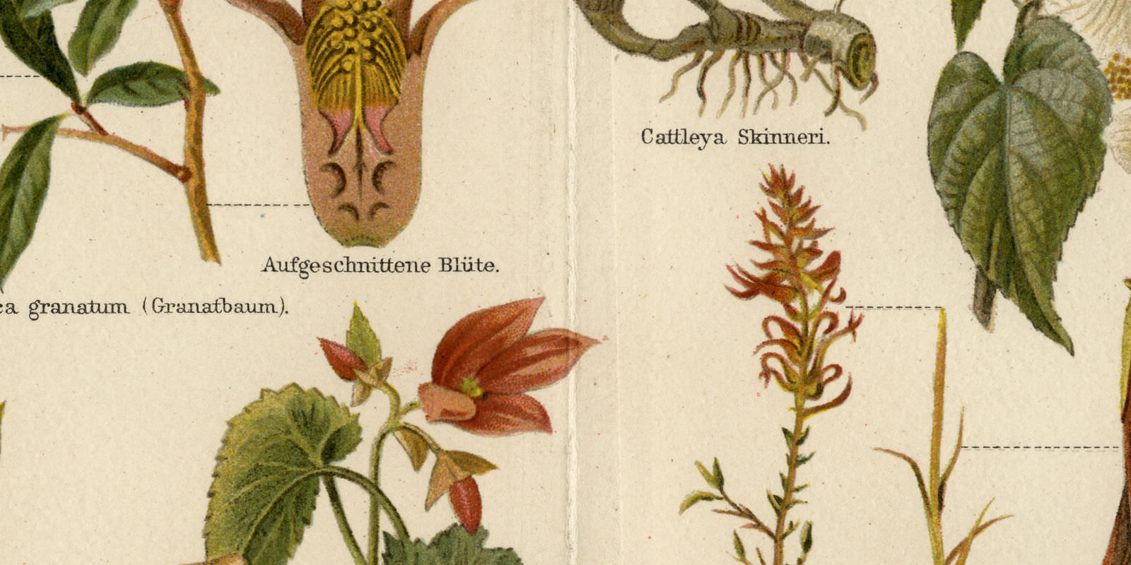 Zimmerpflanzen I antike Bildtafel ca 1890 Chromolithographie