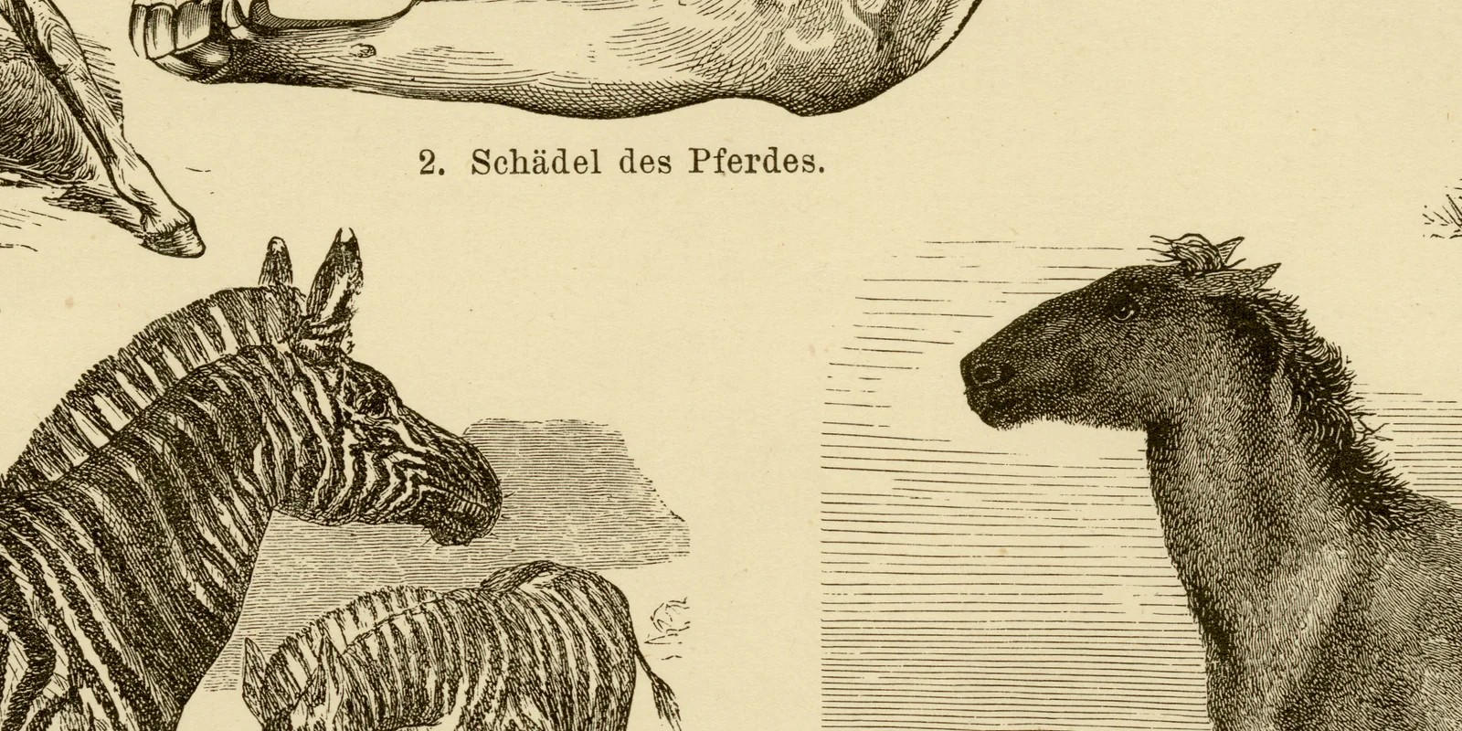 Einhufer ca 1883 historische Grafik Holzstich