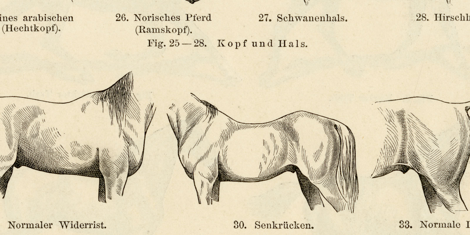 Pferd III - IV ca 1896 historische Bildtafel Holzstich