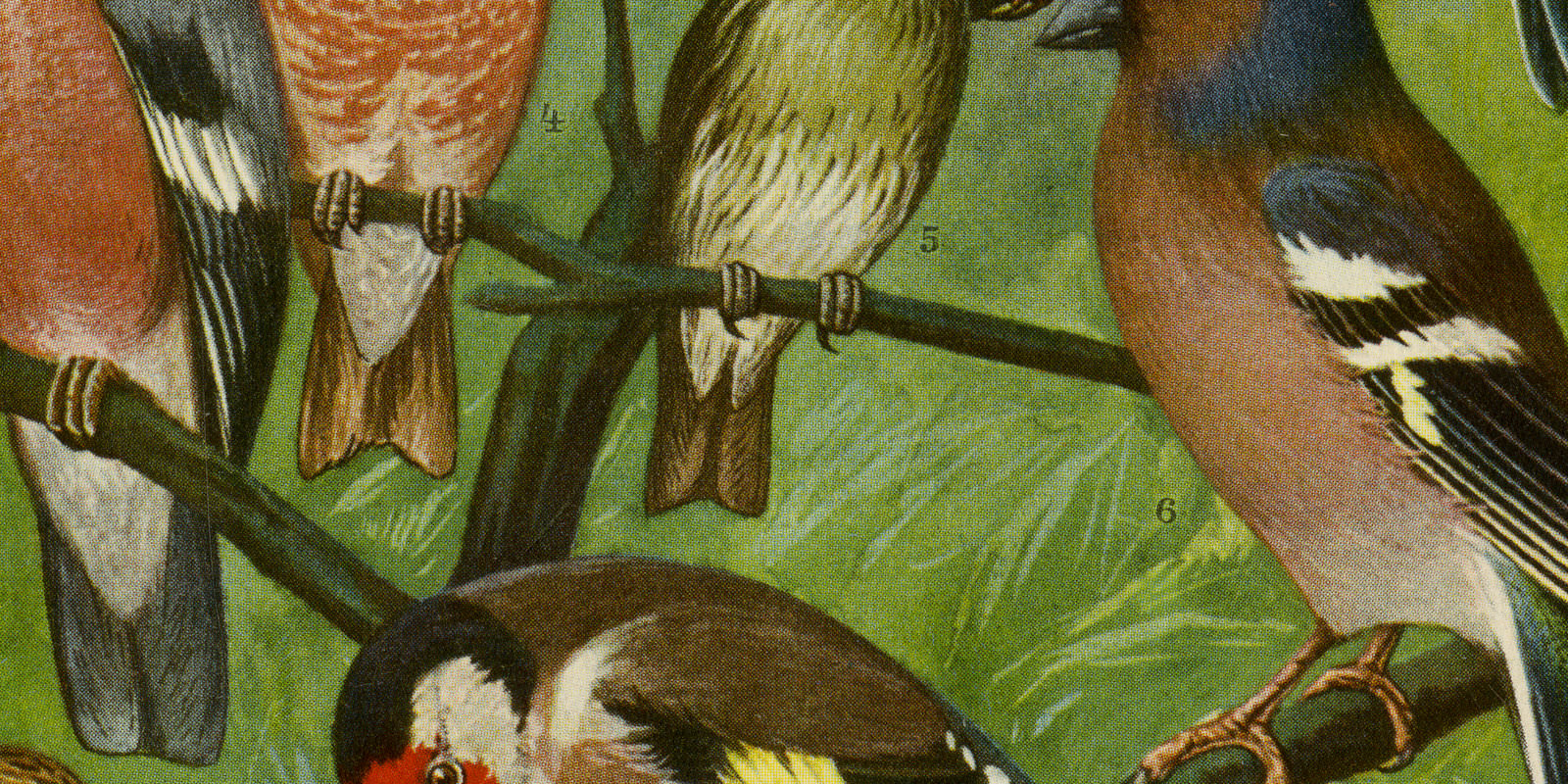 Stubenvögel I ca 1929 historische Bildtafel Chromotypie