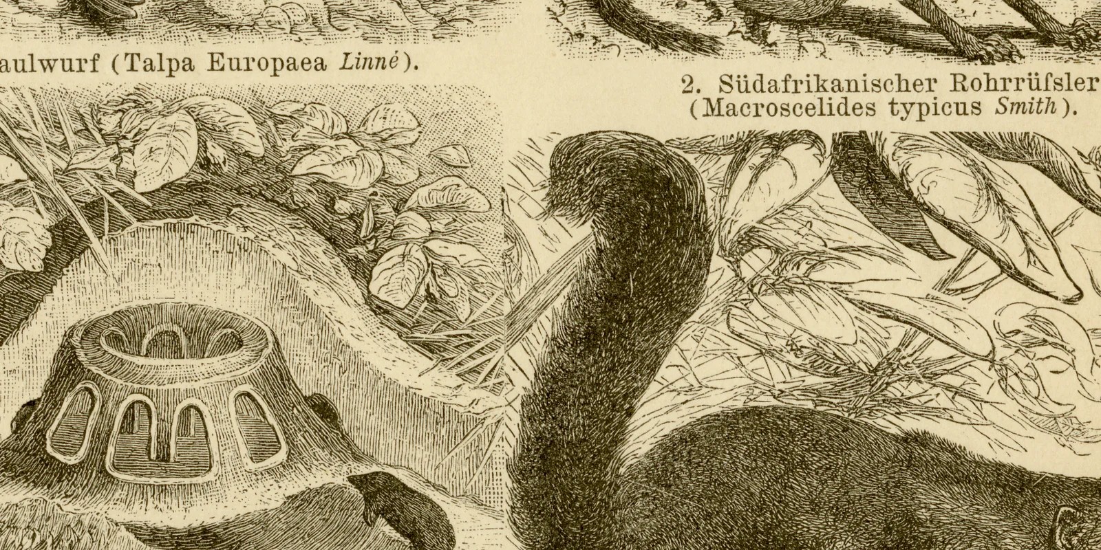 Insektenfresser ca 1884 historische Grafik Holzstich