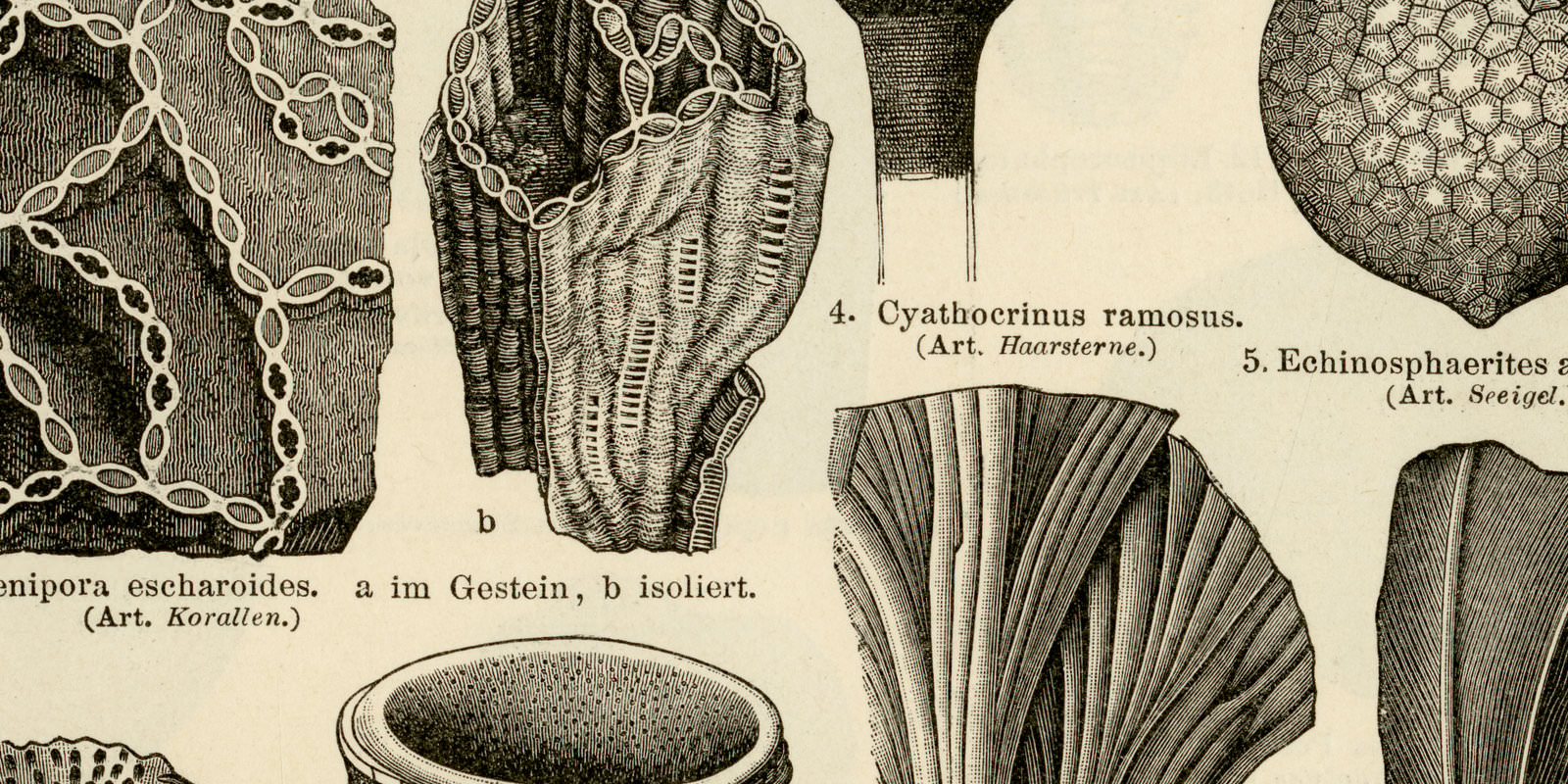 Silurische und kambrische Formation I - II ca 1897 historische Bildtafel Holzstich