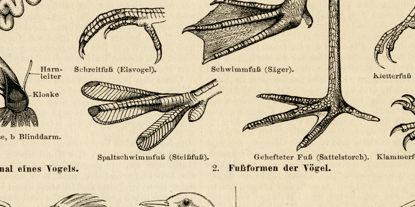 Anatomie der Vögel ca 1897 historische Bildtafel Holzstich