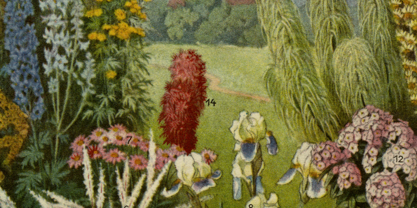 Gartenpflanzen II ca 1926 historische Bildtafel Autotypie