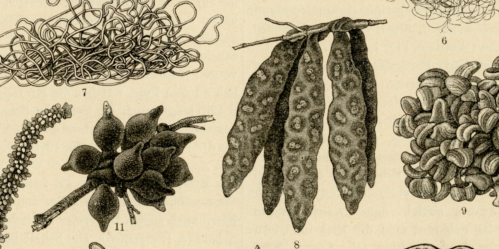 Eier von Fischen und niederen Tieren ca 1893 historische Bildtafel Holzstich