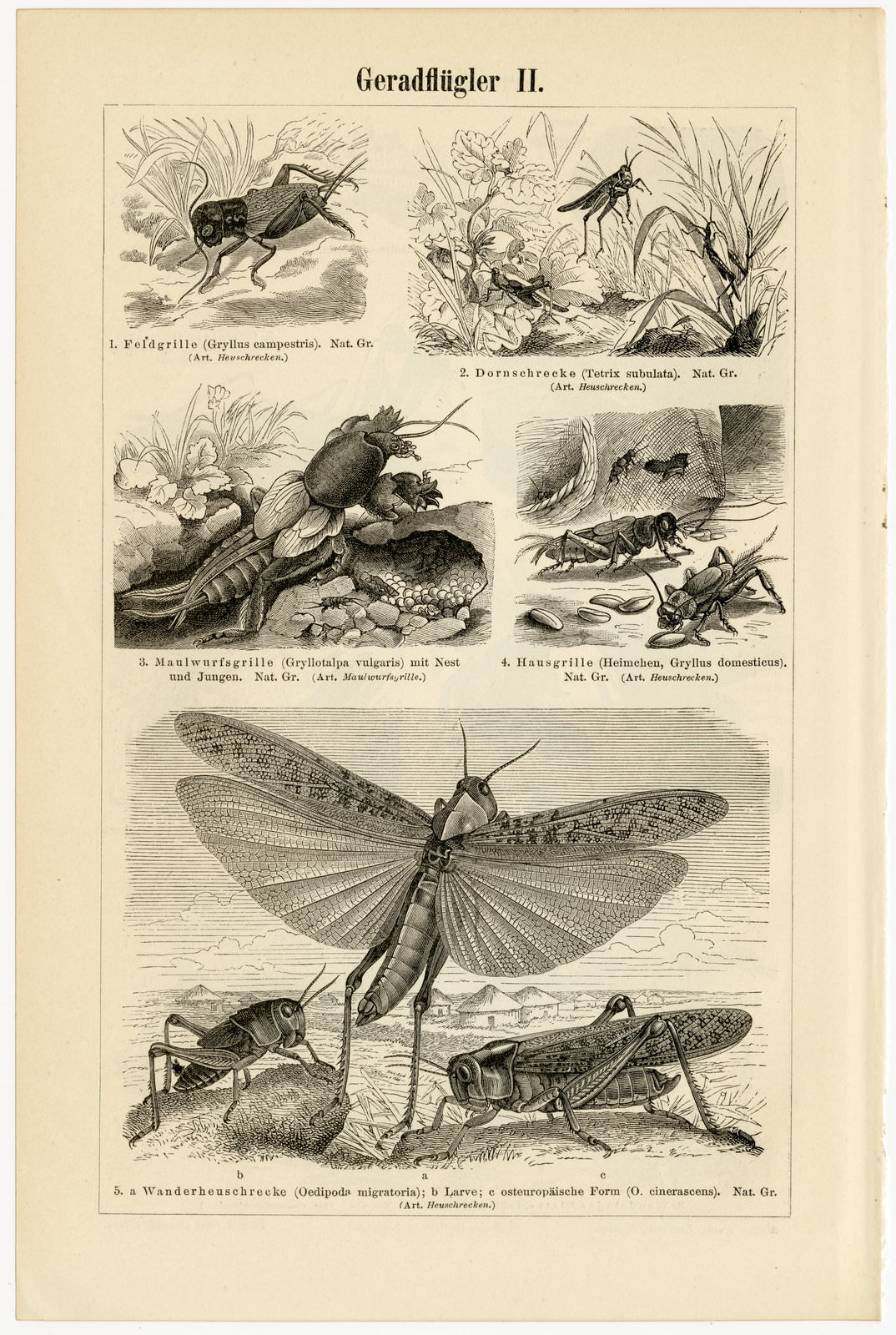 Geradflügler I - II ca 1894 historische Bildtafel Holzstich