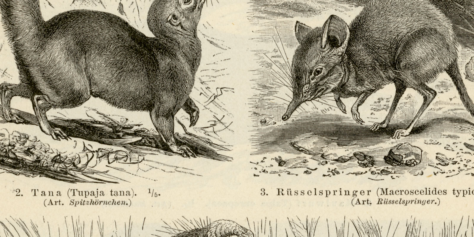 Insektenfresser I - II ca 1895 historische Bildtafel Holzstich