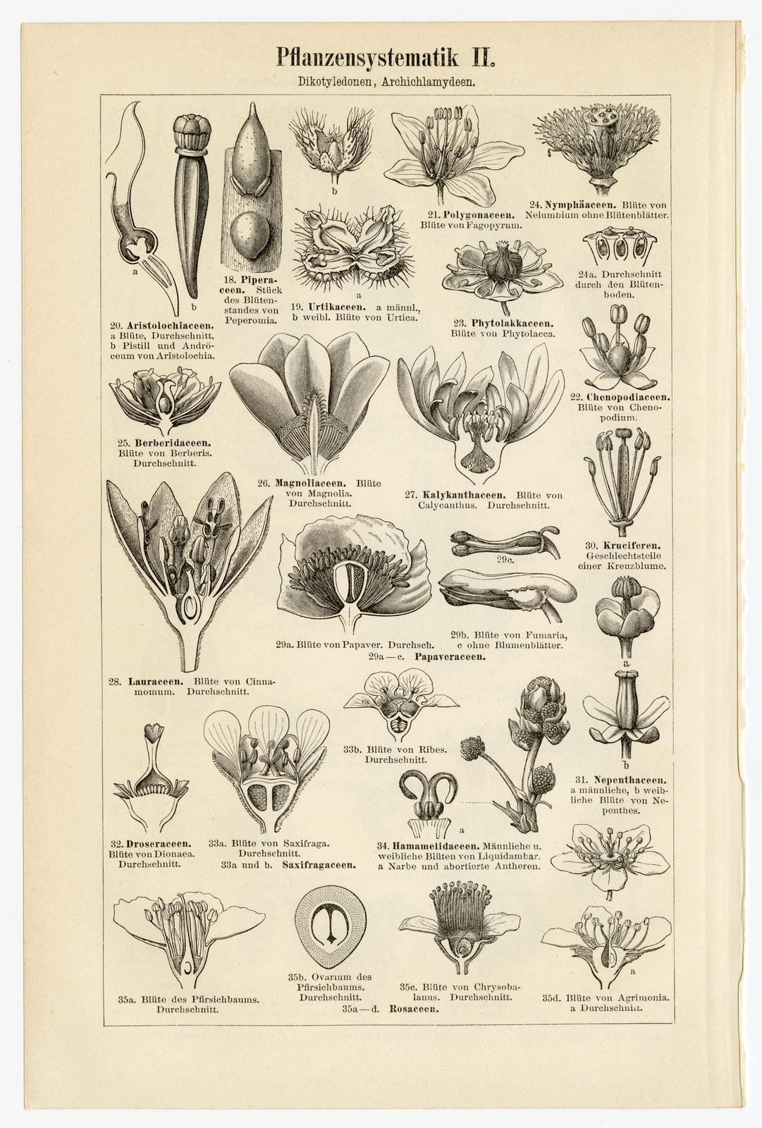 Pflanzensystematik I - II ca 1899 historische Bildtafel Holzstich