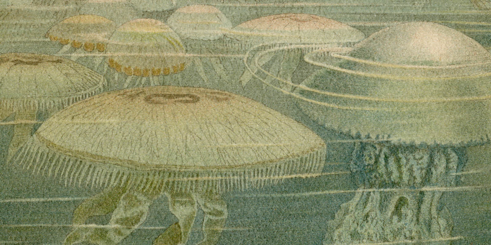 Medusen I ca 1896 historische Bildtafel Chromolithographie
