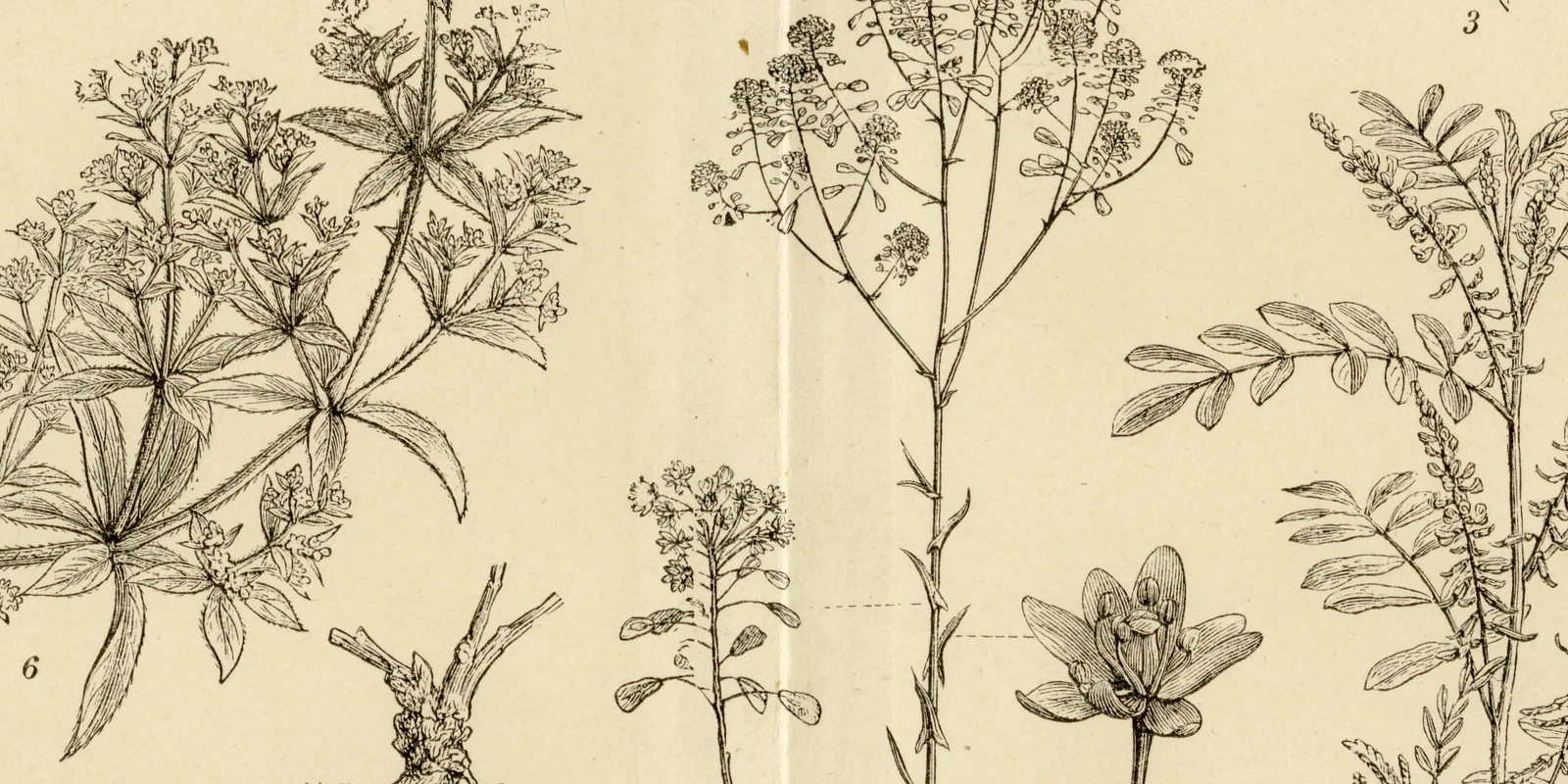 Farbepflanzen ca 1883 historische Grafik Holzstich