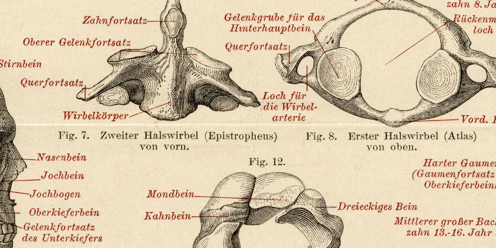 Skelett des Menschen II ca 1897 historische Bildtafel Holzstich