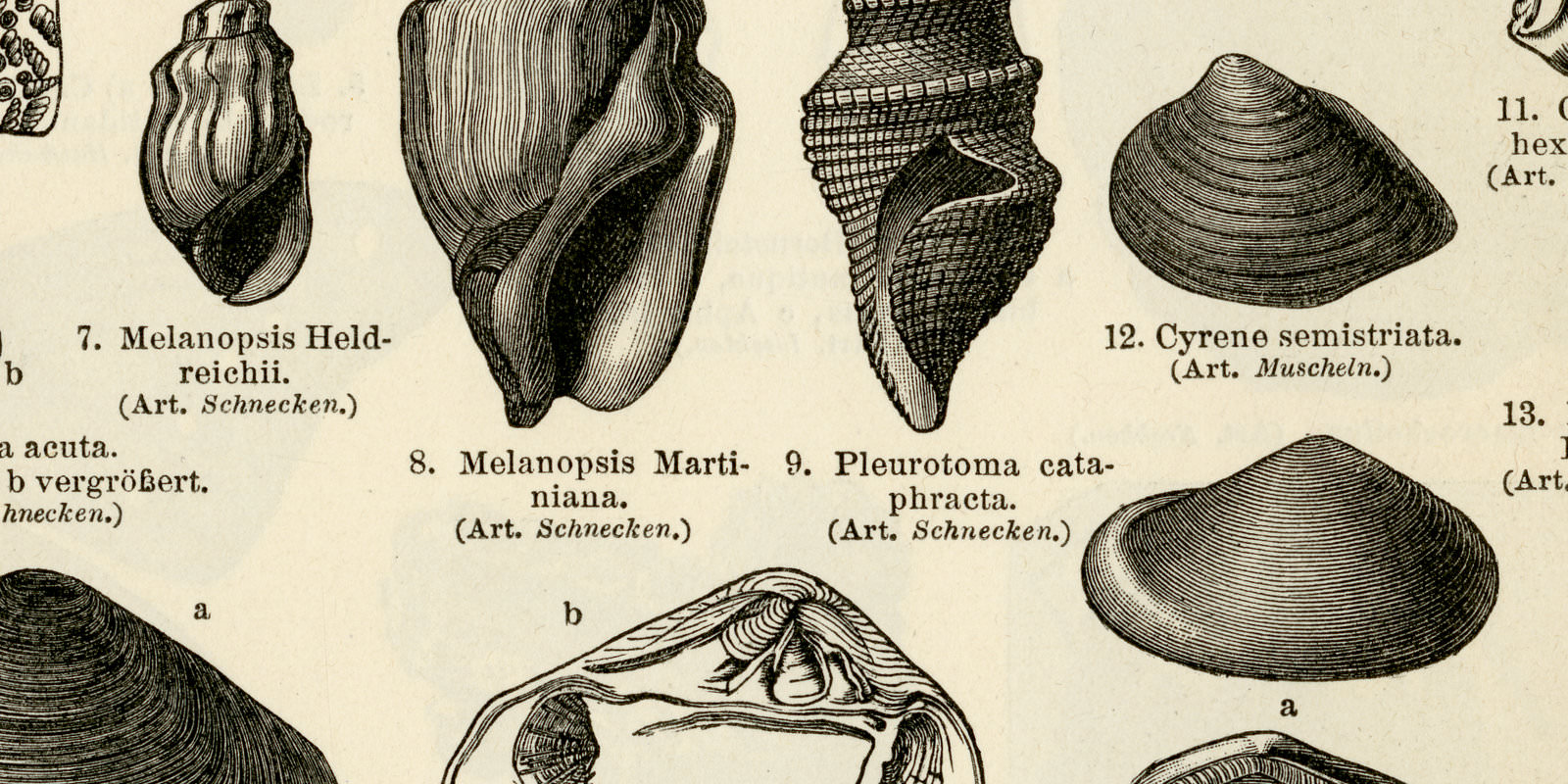 Tertiärformationen I - II ca 1897 historische Bildtafel Holzstich
