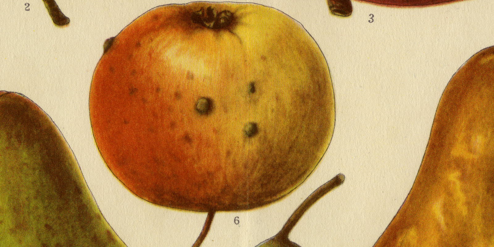 Birnen und Äpfel ca 1925 historische Bildtafel Chromotypie