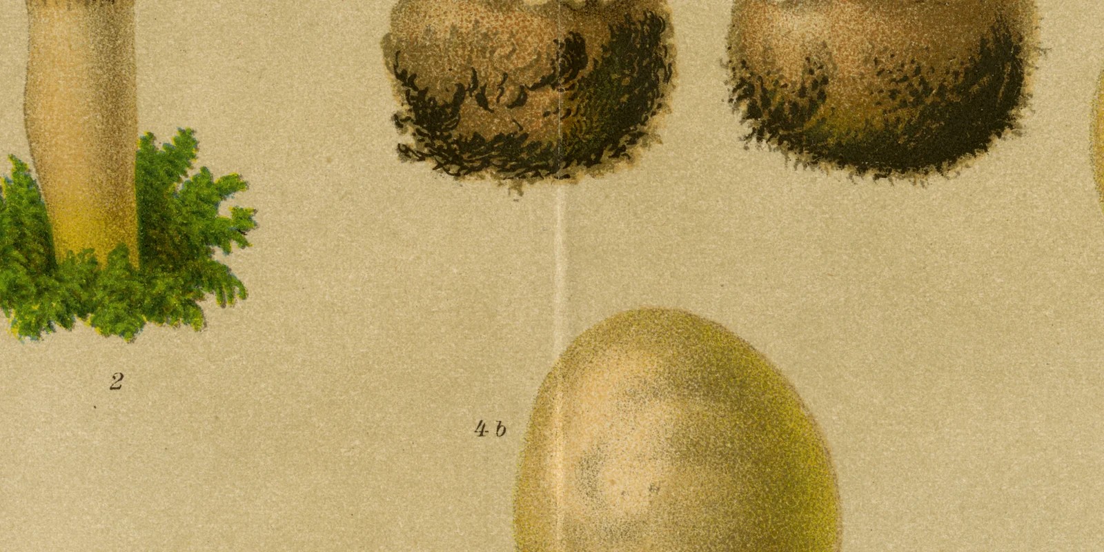 Giftige Pilze ca 1886 historische Grafik Chromolithographie