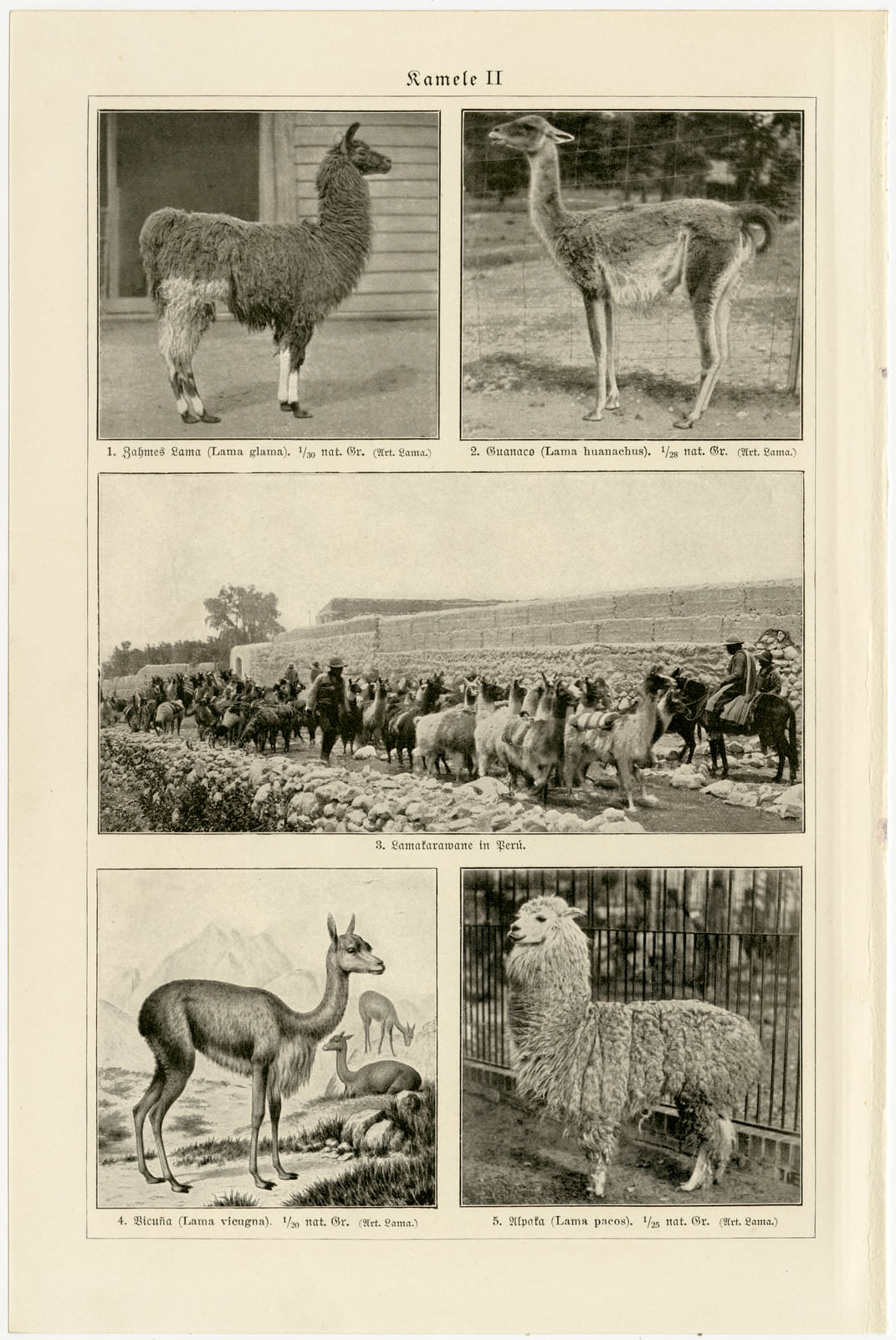 Kamele I - II ca 1927 historische Bildtafel Holzstich