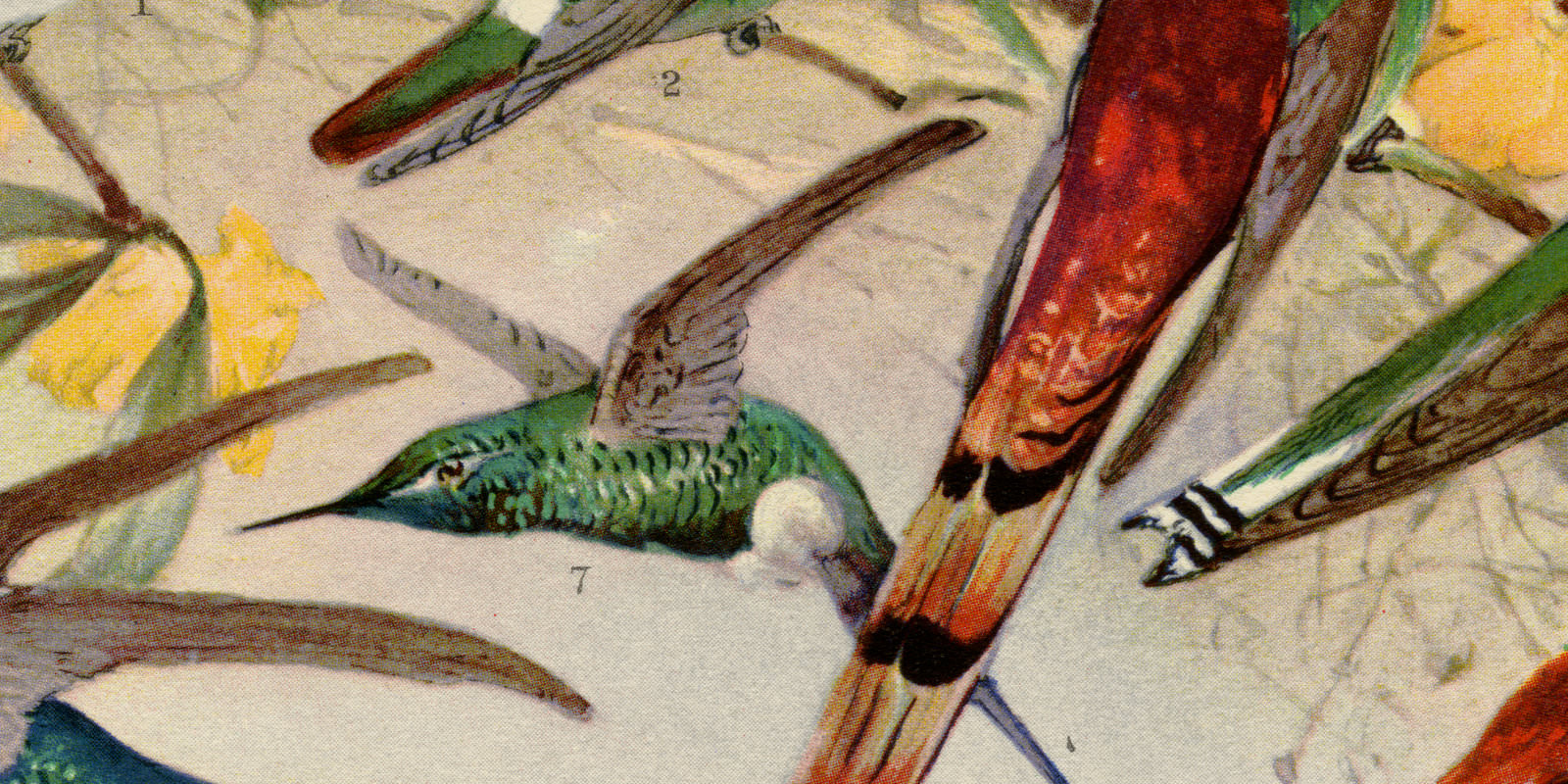 Kolibris ca 1933 historische Bildtafel Chromotypie