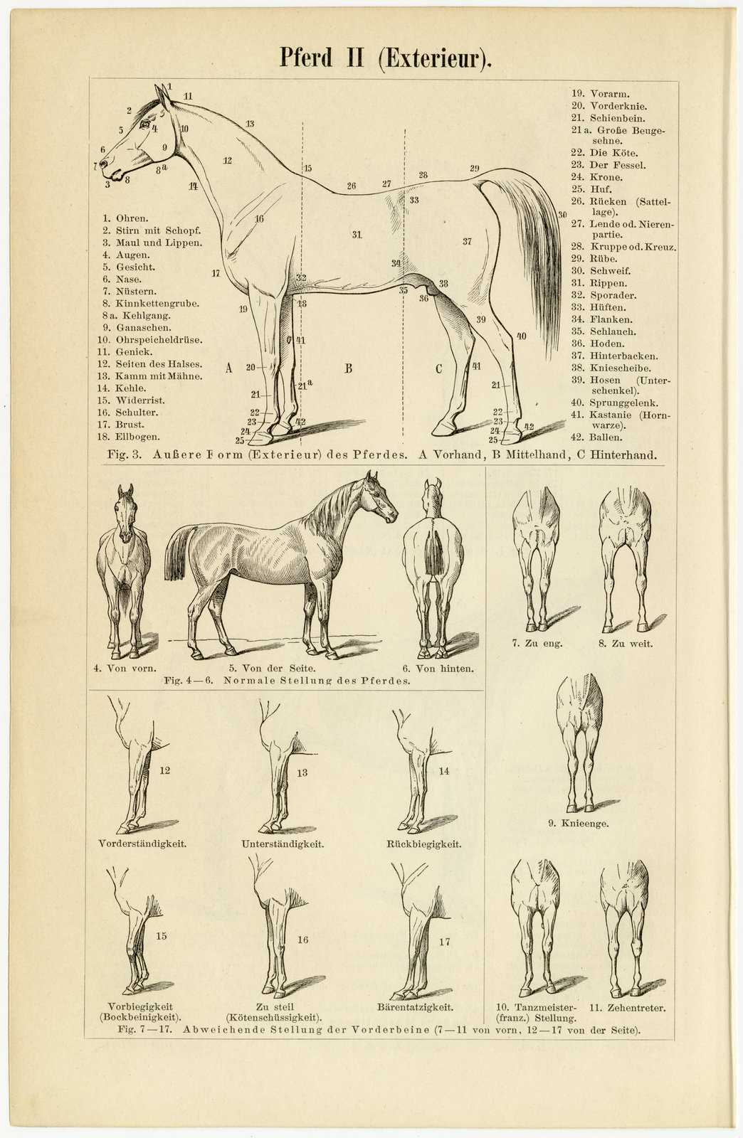 Pferd I - II ca 1896 historische Bildtafel Holzstich