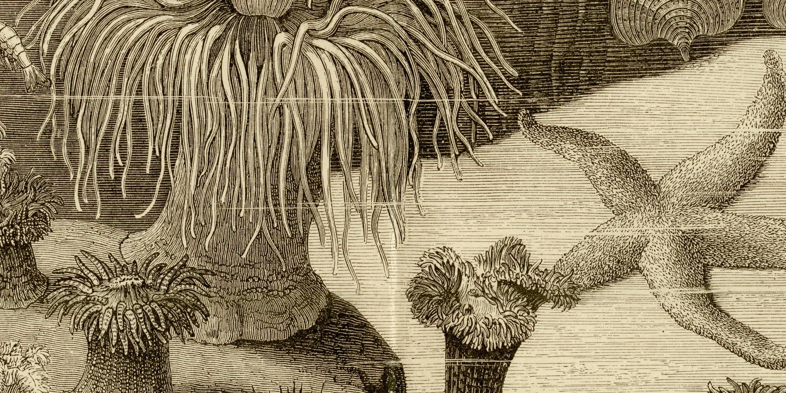 Aquarium ca 1882 historische Grafik Holzstich