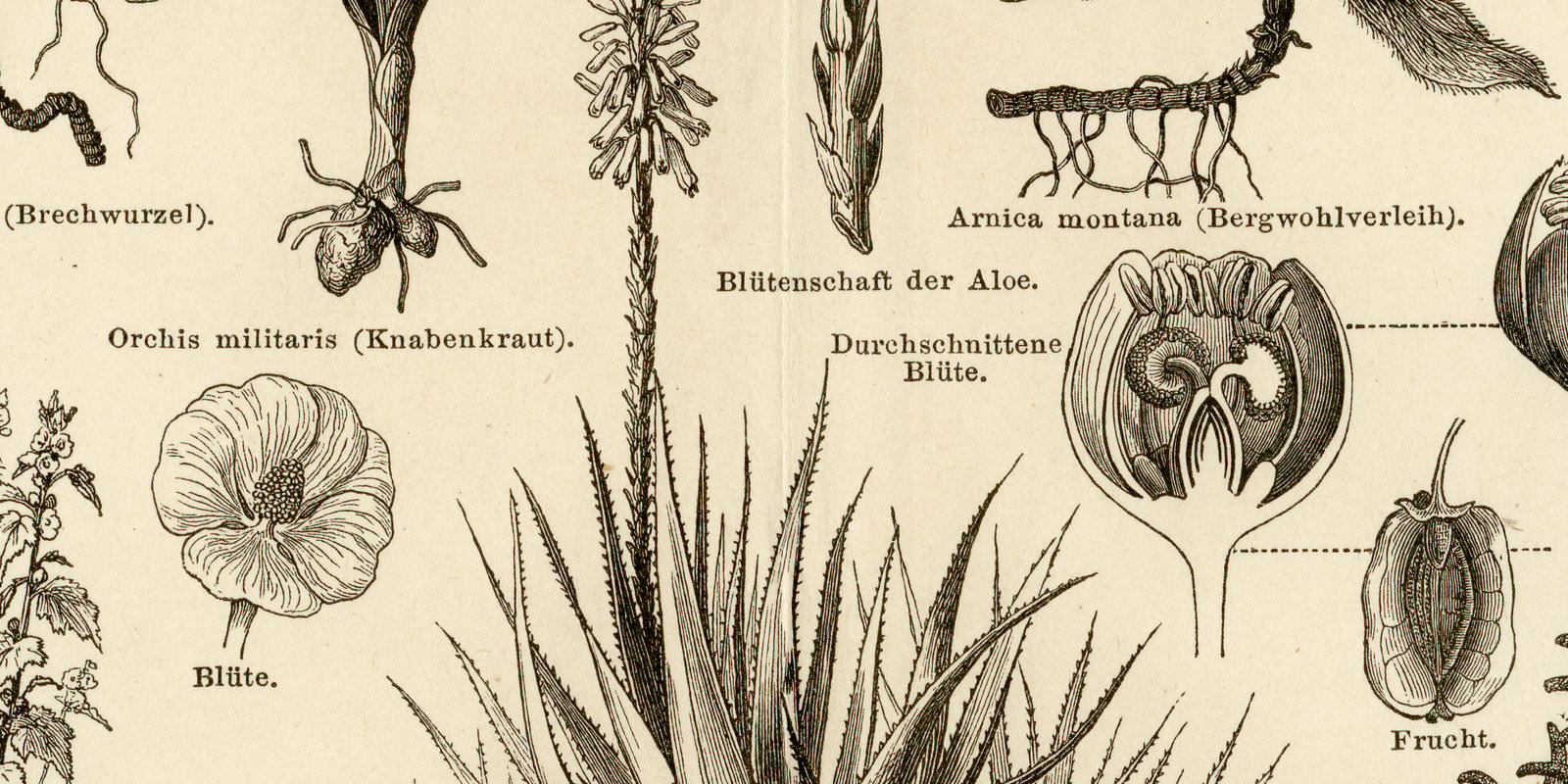 Arzneipflanzen I ca 1893 historische Bildtafel Holzstich