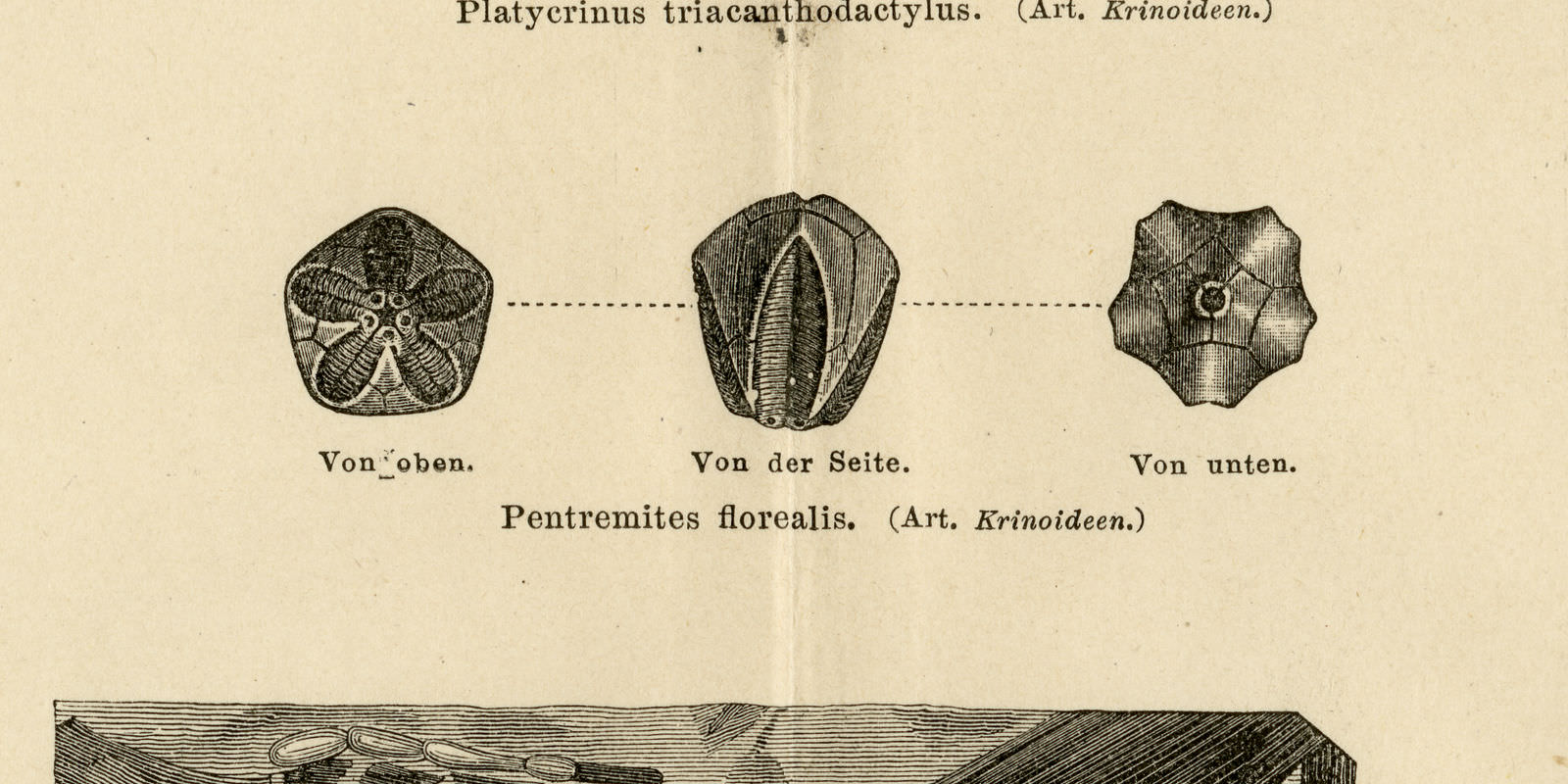 Steinkohleformation I historischer Druck ca 1889 Holzstich