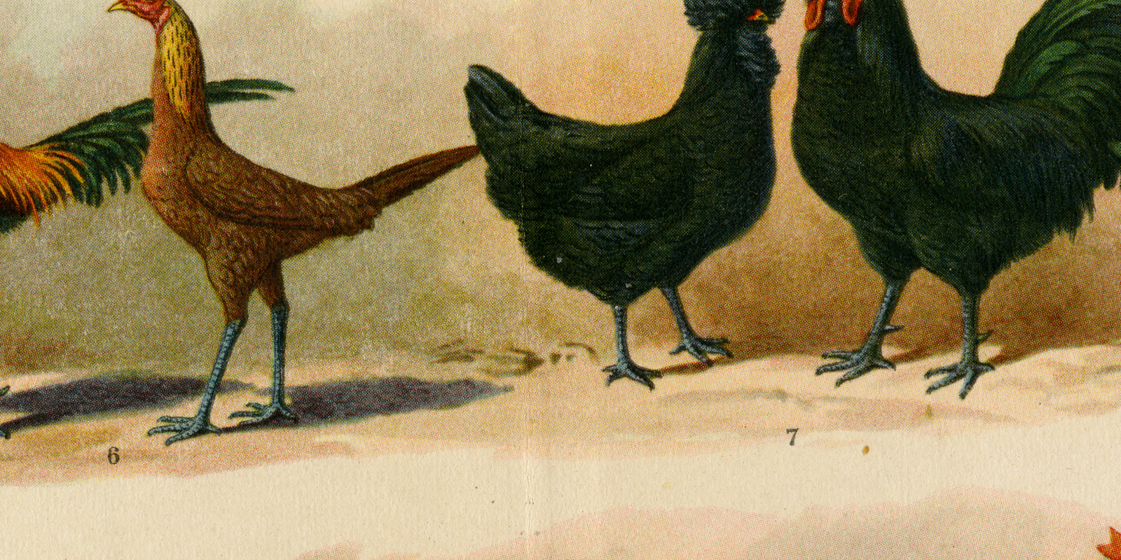 Hühnerrassen ca 1927 historische Bildtafel Chromotypie
