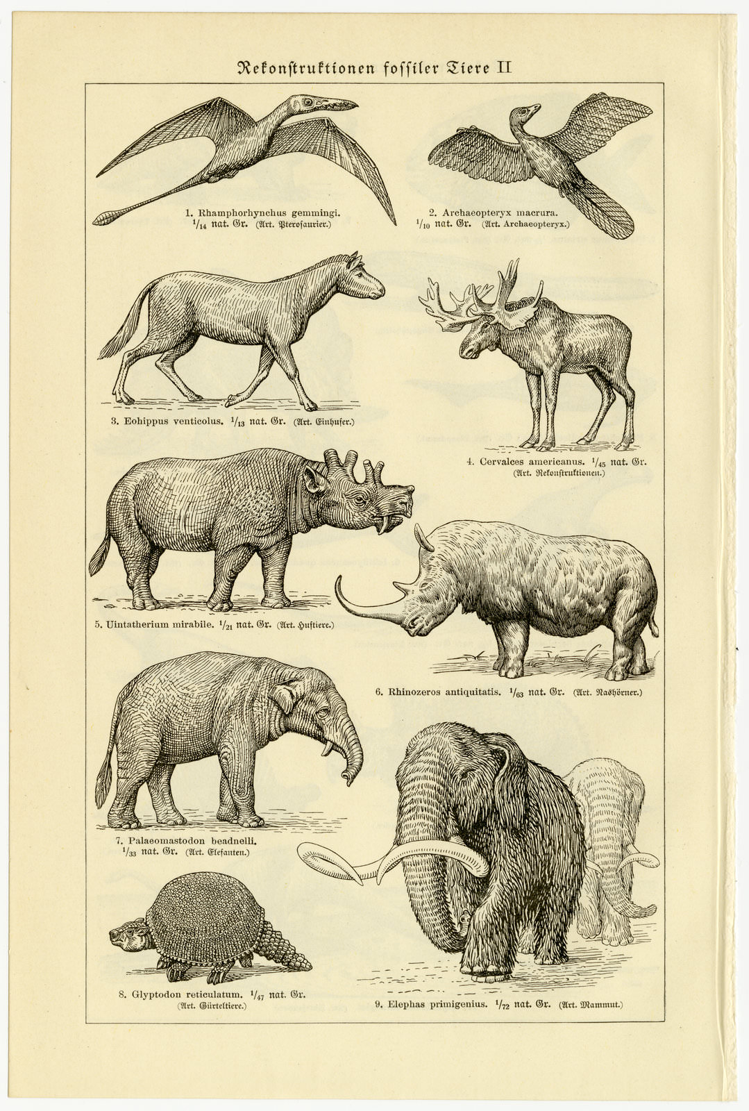 Rekonstruktionen fossiler Tiere I - II ca 1929 historische Bildtafel Holzstich
