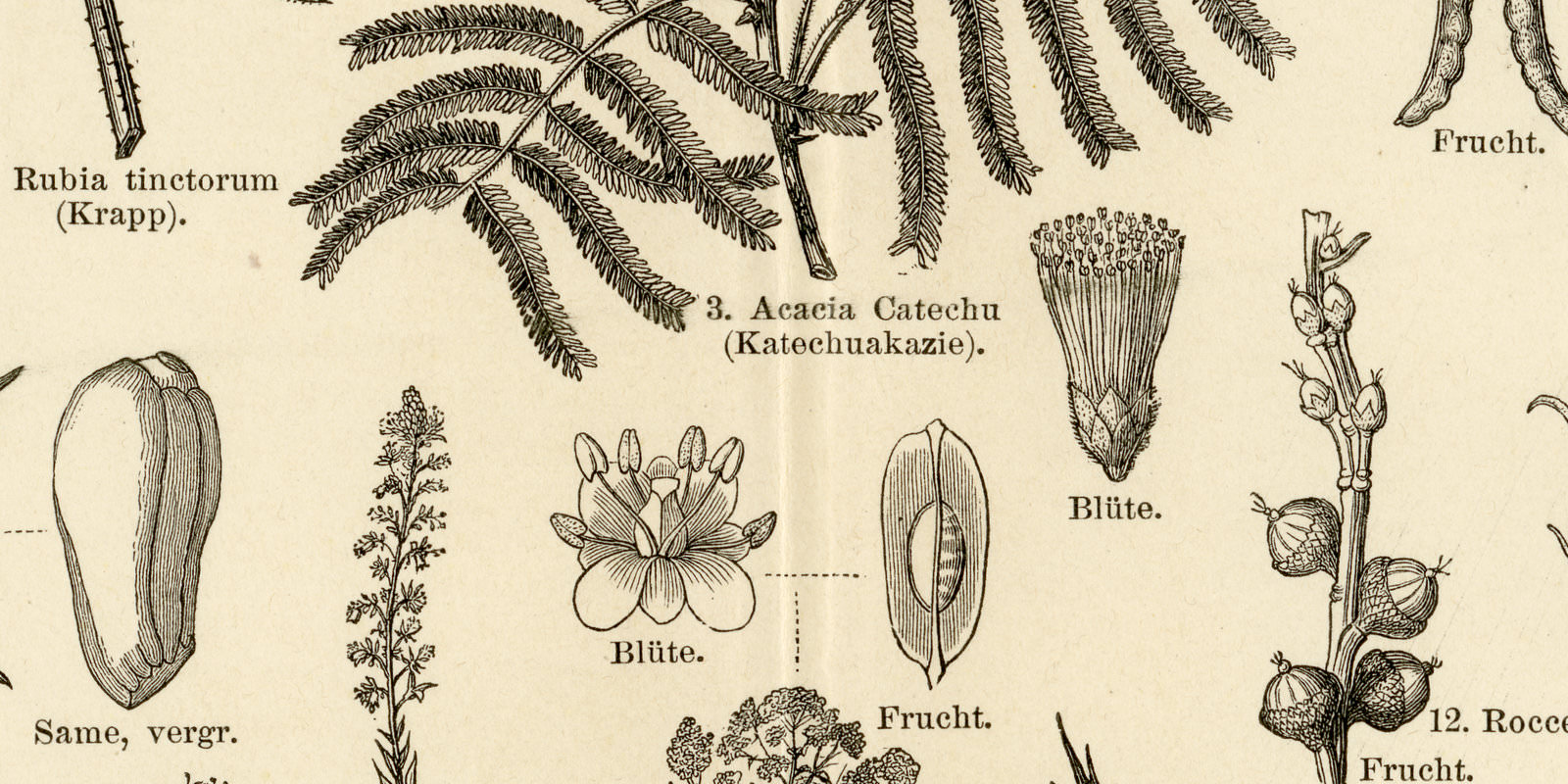 Farbepflanzen ca 1894 historische Bildtafel Holzstich