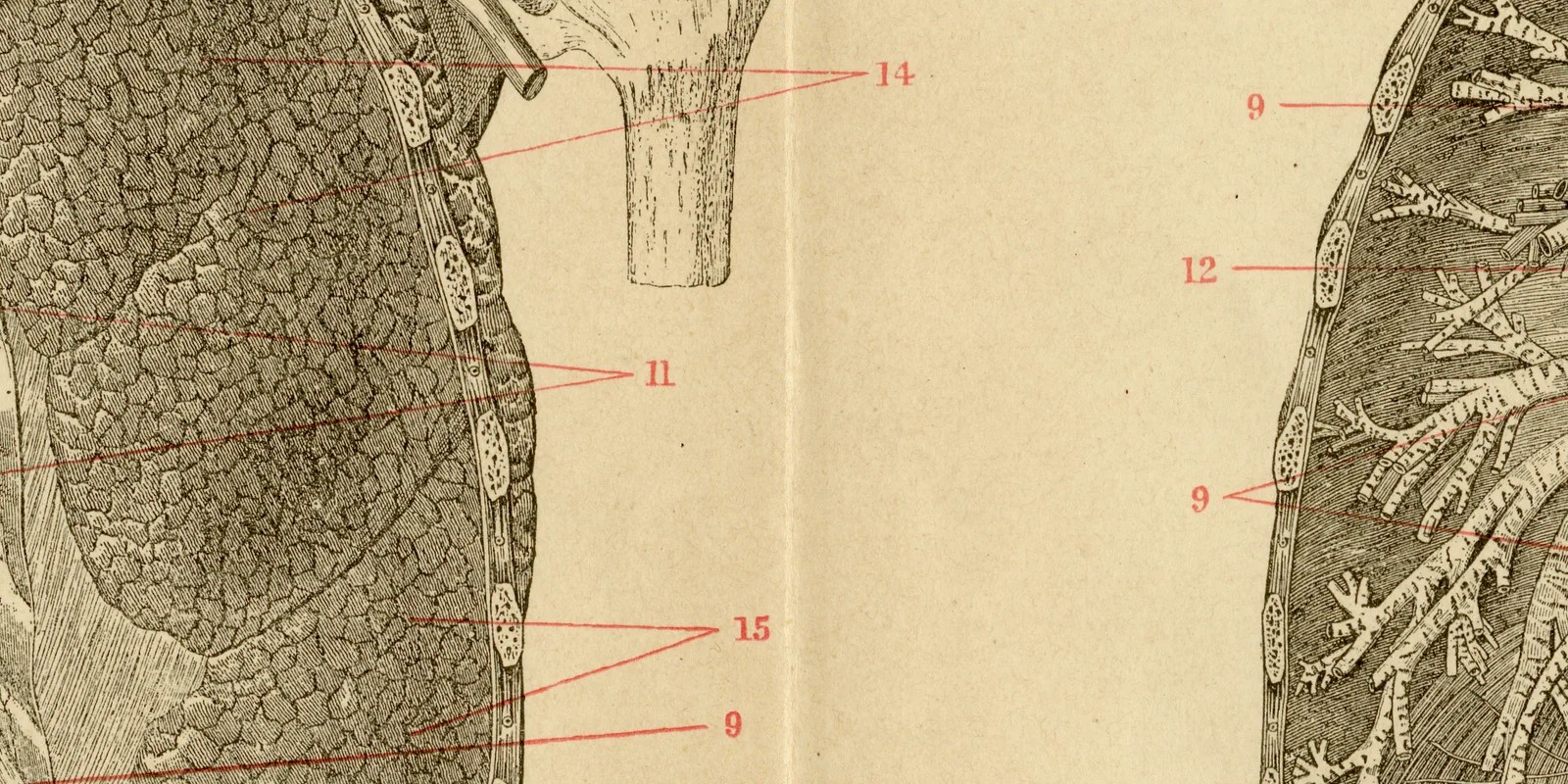 Brusteingeweide des Menschen ca 1882 historische Grafik Holzstich