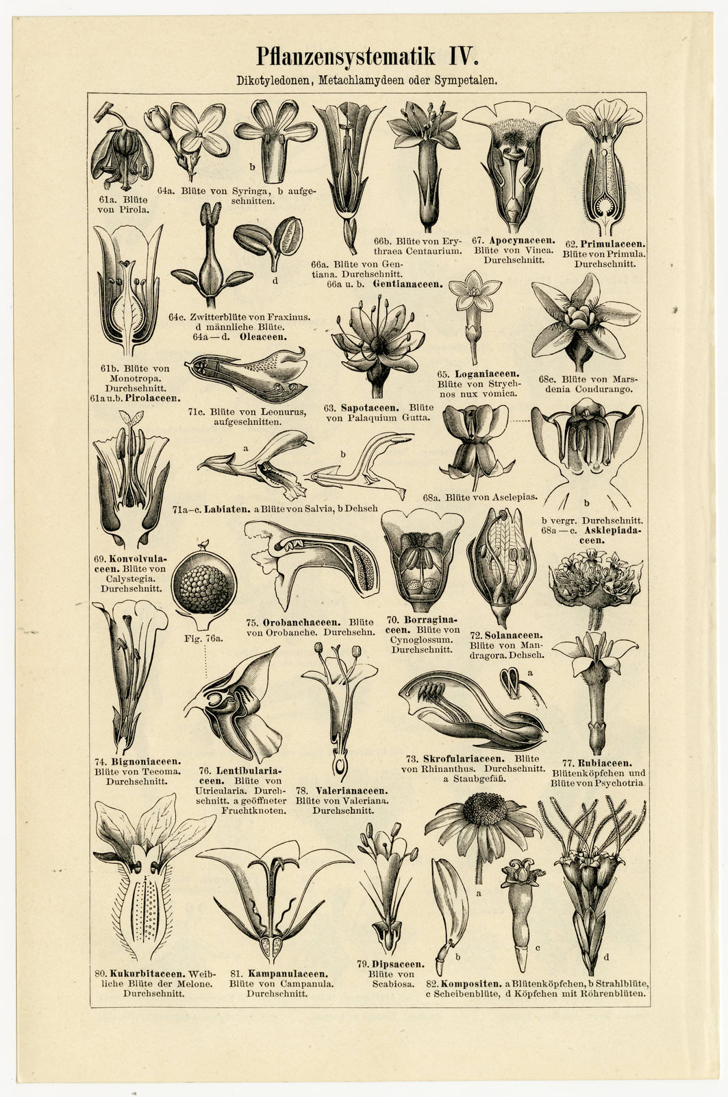 Pflanzensystematik III - IV ca 1899 historische Bildtafel Holzstich