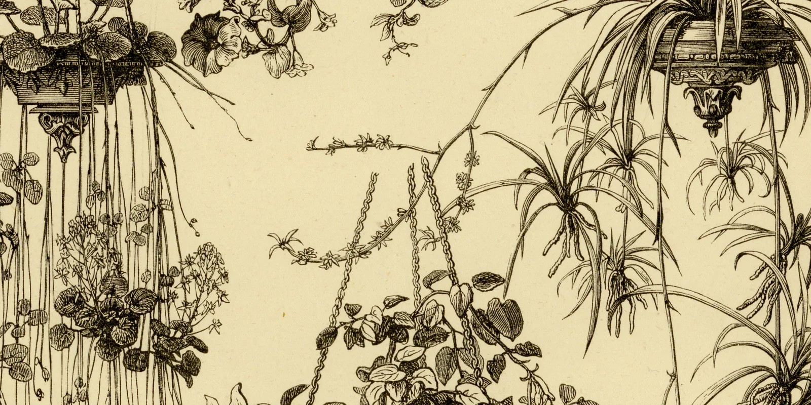 Ampelpflanzen ca 1882 historische Grafik Holzstich